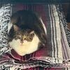 maethecat1
